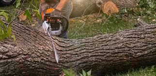 Best Emergency Tree Removal  in Eagle Butte, SD